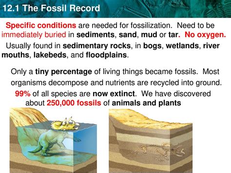 conditions needed for fossilization.